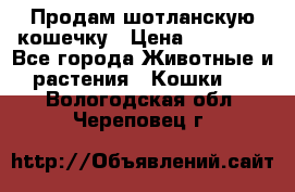 Продам шотланскую кошечку › Цена ­ 10 000 - Все города Животные и растения » Кошки   . Вологодская обл.,Череповец г.